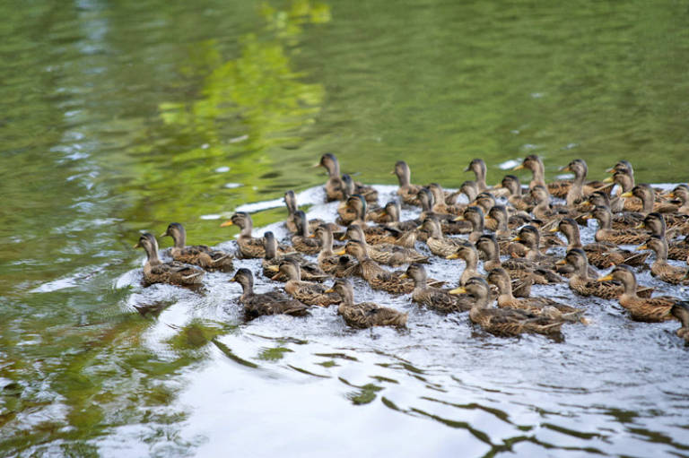 Ptactvo na třeboňských rybnících
