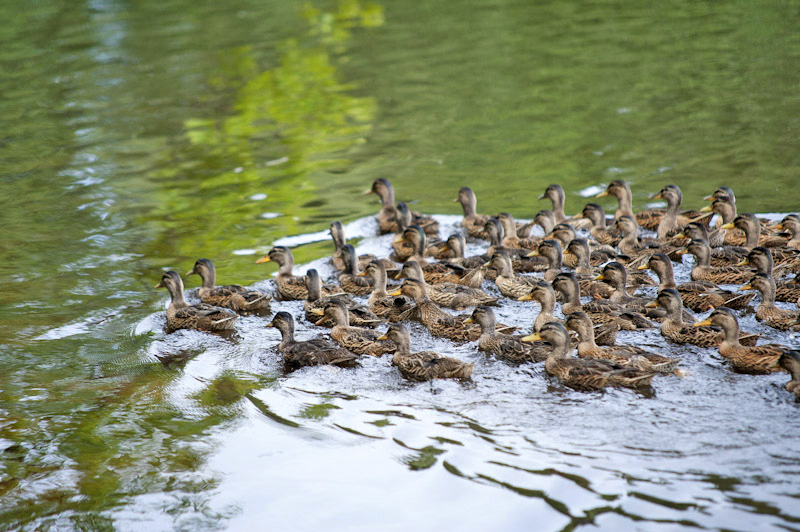 Ptactvo na třeboňských rybnících