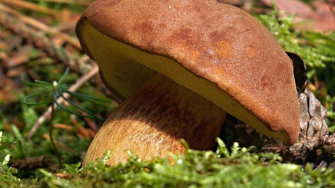 Poklady třeboňských lesů